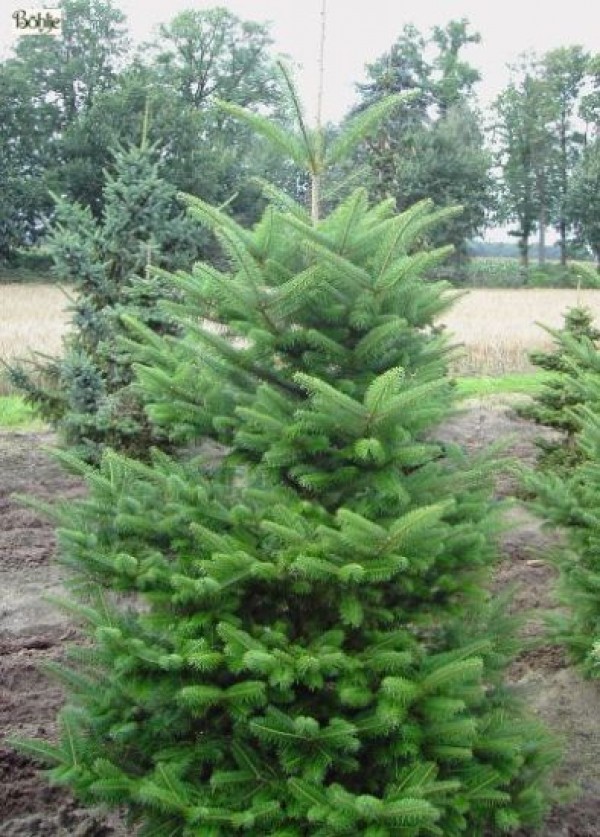 Abies homolepis -Nikkotanne-