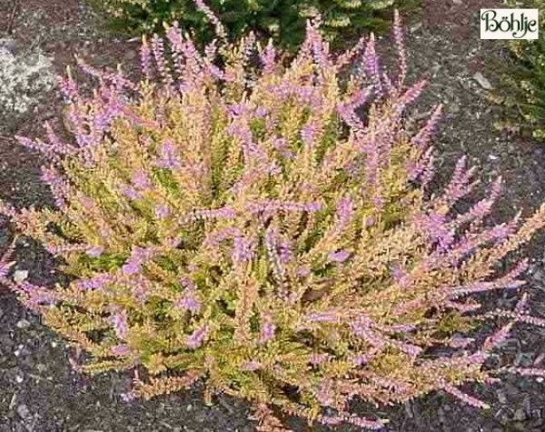 Calluna vulgaris 'Boskoop'