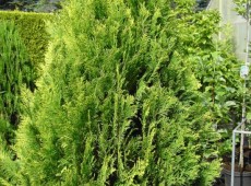 Chamaecyparis lawsoniana 'Ivonne' -Scheinzypresse-