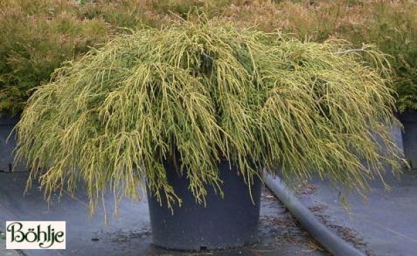 Chamaecyparis pisifera 'Filifera Nana' -grüne Fadenscheinzypresse-