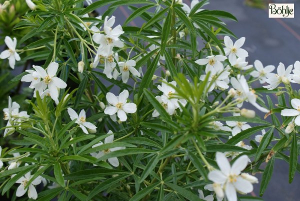 Choisya 'Aztec Pearl' -Orangenblume-