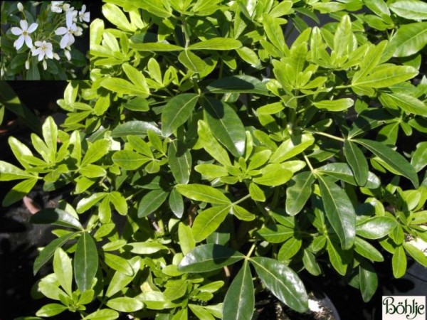 Choisya ternata -Orangenblume-