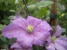 Clematis Hybride 'Comtesse de Bouchaud' Clematis Hybride 'Comtesse de Bouchaud'