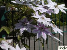 Clematis Hybride 'Dr. Ruppel' Clematis Hybride 'Dr. Ruppel'