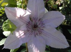 Clematis Hybride 'Hagley Hybride' Clematis Hybride 'Hagley Hybride'