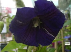 Clematis Hybride 'Jackmanii' Clematis Hybride 'Jackmanii'