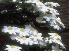 Clematis Hybride 'Madame Le Coultre' Clematis Hybride 'Madame Le Coultre'