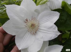 Clematis Hybride 'Mrs. George Jackmann' Clematis Hybride 'Mrs. George Jackmann'