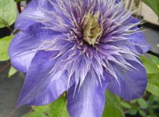 Clematis Hybride 'Multi Blue' Clematis Hybride 'Multi Blue'