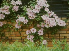 Clematis Hybride 'Nelly Moser' Clematis Hybride 'Nelly Moser'