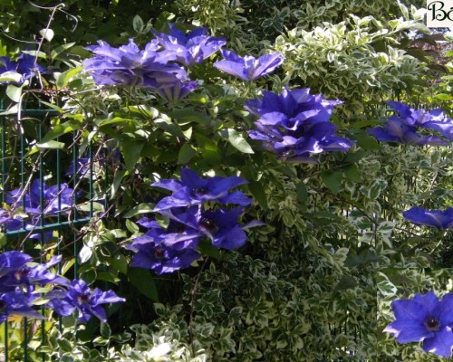 Schling- und Kletterpflanzen