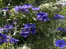 Clematis Hybride 'The President' Clematis Hybride 'The President'