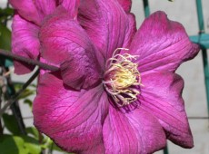 Clematis Hybride 'Ville de Lyon' Clematis Hybride 'Ville de Lyon'