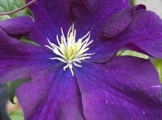 Clematis Hybride 'Warszawska Nike' Clematis Hybride 'Warszawska Nike'