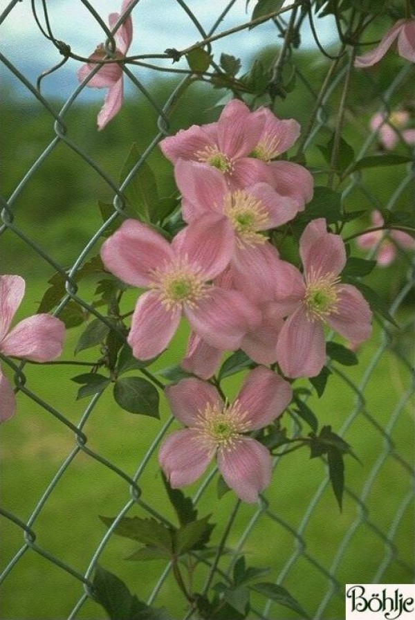 Clematis montana 'Tetrarosa'