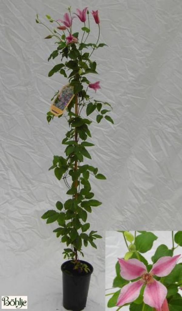 Clematis texensis 'Duchess of Albany'