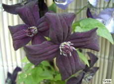 Clematis viticella 'Dark Eyes' Clematis viticella 'Dark Eyes'