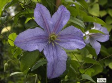 Clematis viticella 'Emilia Plater' Clematis viticella 'Emilia Plater'