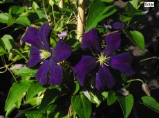 Clematis viticella 'Etoile Violette' Clematis viticella 'Etoile Violette'