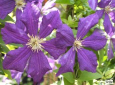 Clematis viticella 'Kermesina' Clematis viticella 'Kermesina'