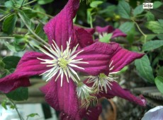 Clematis viticella 'Madame Julia Correvon' Clematis viticella 'Madame Julia Correvon'
