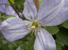 Clematis viticella 'Prince Charles' Clematis viticella 'Prince Charles'