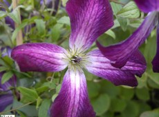 Clematis viticella 'Walenburg' Clematis viticella 'Walenburg'
