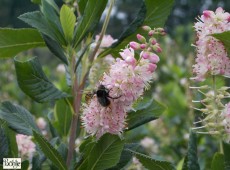 Clethra alnifolia 'Ruby Spice'