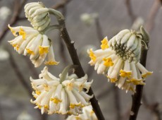 Edgeworthia chrysantha -orientalischer Papierbusch- Edgeworthia chrysantha -orientalischer Papierbusch-