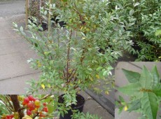 Elaeagnus multiflora -essbare Ölweide- Elaeagnus multiflora -essbare Ölweide-