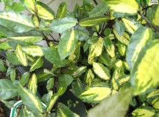 Elaeagnus pungens 'Maculata' -buntlaubige Ölweide- Elaeagnus pungens 'Maculata' -buntlaubige Ölweide-