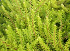 Empetrum nigrum 'Bernstein' Empetrum nigrum 'Bernstein'