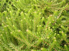 Empetrum nigrum 'Irland' Empetrum nigrum 'Irland'