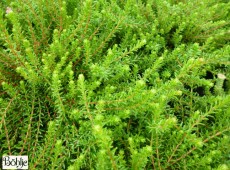 Empetrum nigrum 'Smaragd' Empetrum nigrum 'Smaragd'