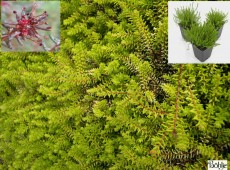 Empetrum nigrum -schwarze Krähenbeere- Empetrum nigrum -schwarze Krähenbeere-