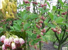 Enkianthus campanulatus -Prachtglocke- Enkianthus campanulatus -Prachtglocke-