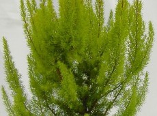 Erica arborea 'Albert's Gold' -Baumheide- Erica arborea 'Albert's Gold' -Baumheide-
