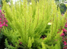 Erica arborea 'Albert's Gold' -Baumheide- Erica arborea 'Albert's Gold' -Baumheide-