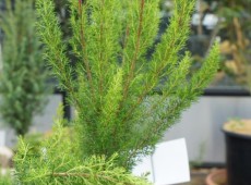 Erica arborea 'Alpina' -Baumheide- Erica arborea 'Alpina' -Baumheide-