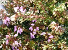 Erica carnea 'Atrorubra' -Schneeheide- Erica carnea 'Atrorubra' -Schneeheide-