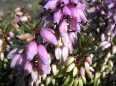 Erica carnea 'Columbia' -S- -Schneeheide- Erica carnea 'Columbia' -S- -Schneeheide-