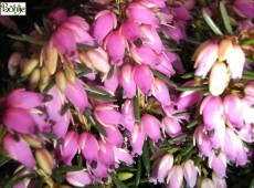 Erica carnea 'Eva' -Schneeheide- Erica carnea 'Eva' -Schneeheide-