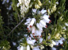 Erica carnea 'Isabell' -Schneeheide- Erica carnea 'Isabell' -Schneeheide-