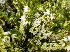 Erica carnea 'Kathy' -Schneeheide- Erica carnea 'Kathy' -Schneeheide-