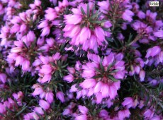 Erica carnea 'Myretoun Ruby' -Schneeheide- Erica carnea 'Myretoun Ruby' -Schneeheide-