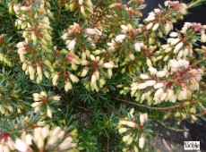 Erica carnea 'Rosalie' -S- -Schneeheide- Erica carnea 'Rosalie' -S- -Schneeheide-
