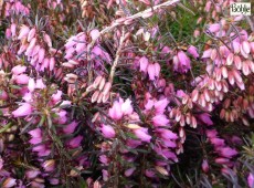 Erica carnea 'Rubinette' -Schneeheide- Erica carnea 'Rubinette' -Schneeheide-
