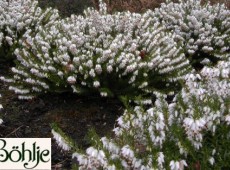 Erica carnea 'Schneekuppe' -Schneeheide- Erica carnea 'Schneekuppe' -Schneeheide-