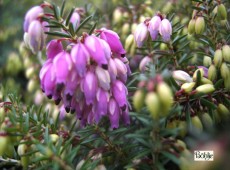 Erica carnea 'Winterfreude' -S- -Schneeheide- Erica carnea 'Winterfreude' -S- -Schneeheide-