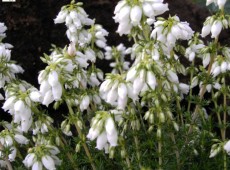 Erica cinerea 'Alba Major' -Grauheide- Erica cinerea 'Alba Major' -Grauheide-